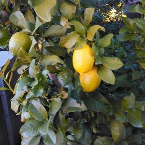 Meet your Posher, Bella